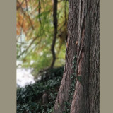 Dott.ssa Francesca Carcangiu